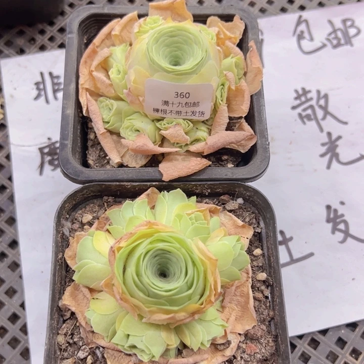 360 裸根不带土发货