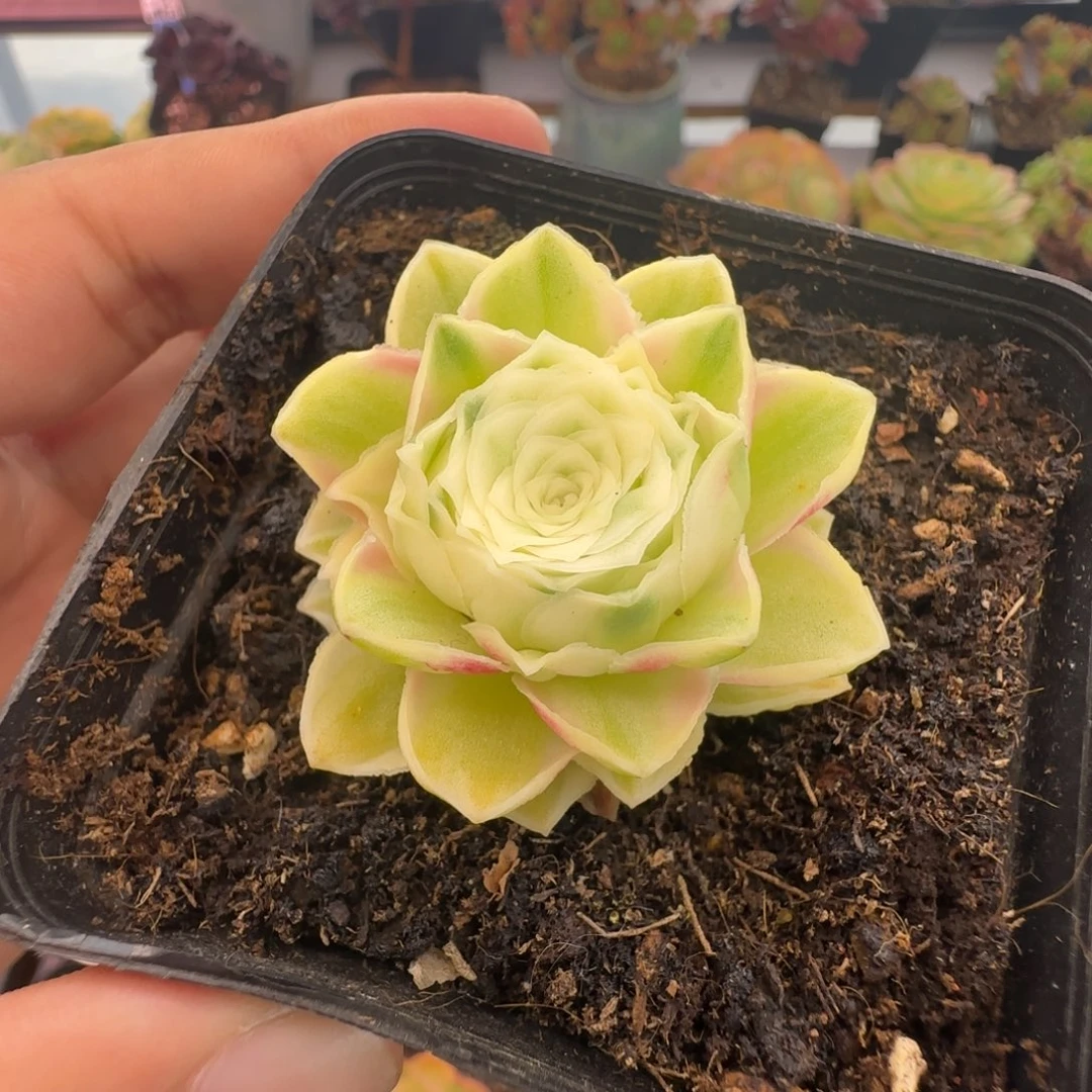 Y101半城玫瑰秋夕锦