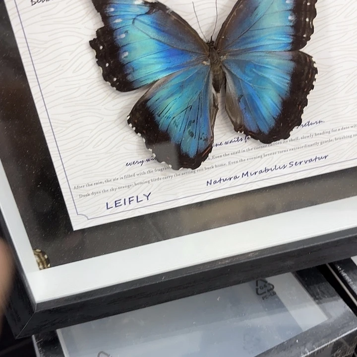蝴蝶标本定制206@