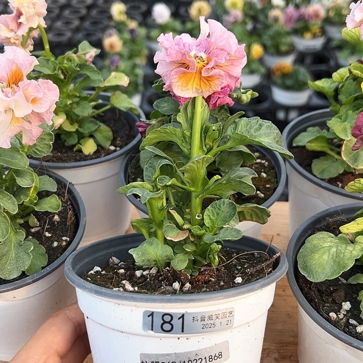 红陶抖音直播闪拍181