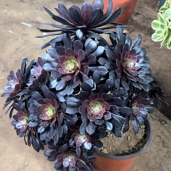 多肉植物法师黑铜壶22