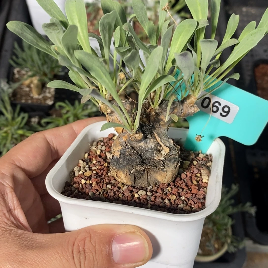 开普敦厚炖菊，特价不售后