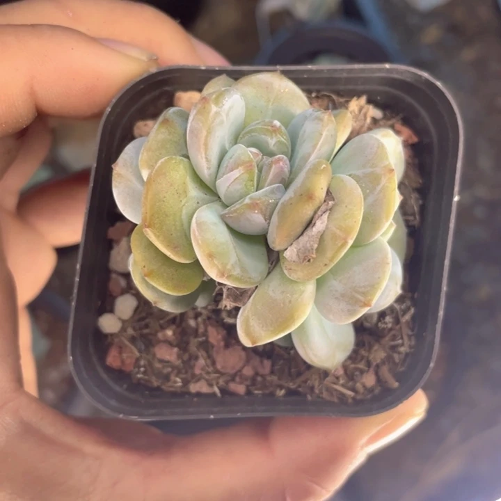 星影3头随机发满18包邮