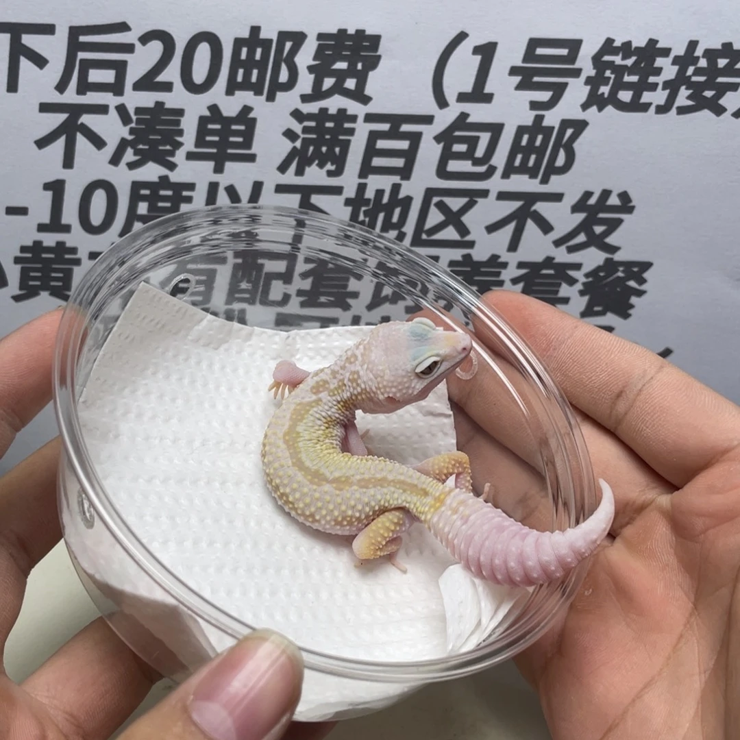 豹纹守宫雪花雨水清白化 妹妹