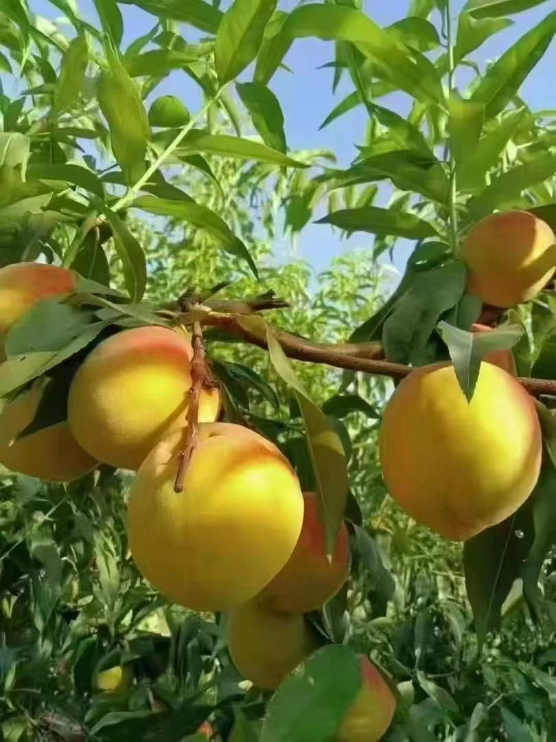 湖南怀化罗旧锦绣高山黄桃大果（代购）