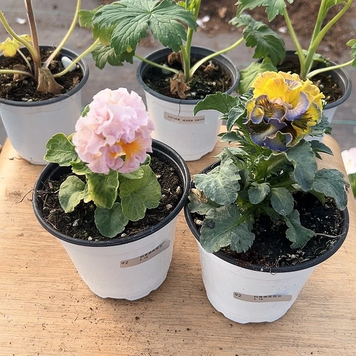 红陶抖音直播闪拍92