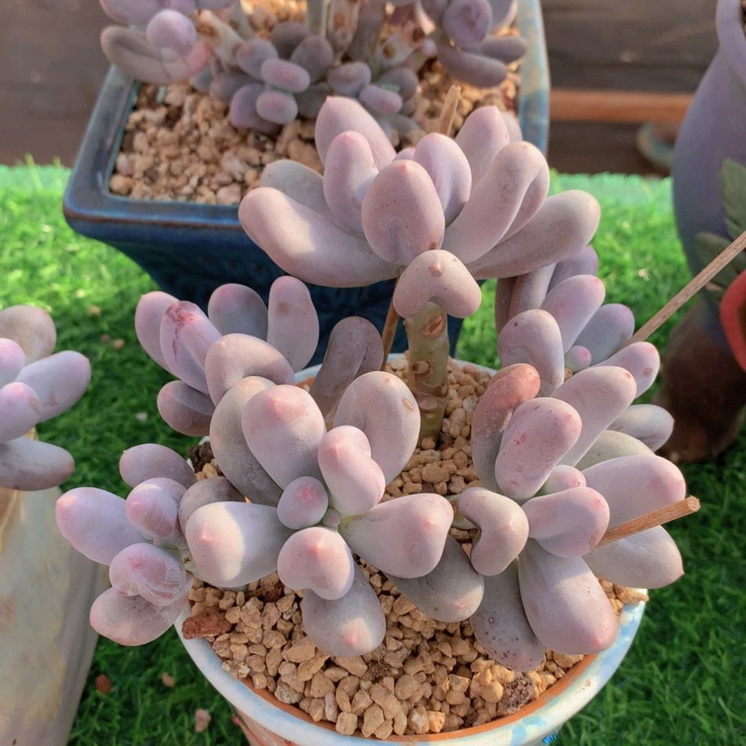 米可奶13 公分一物一拍