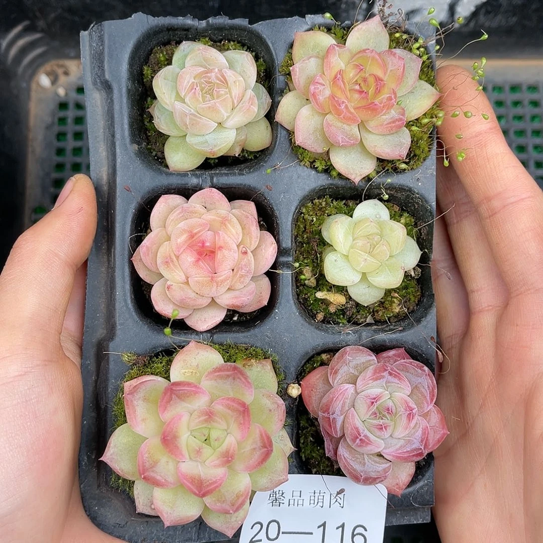 精品多肉一物一拍20-116