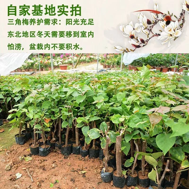广东发货三角梅苗同安红水红适合植物四季开花三角梅老桩庭院植物