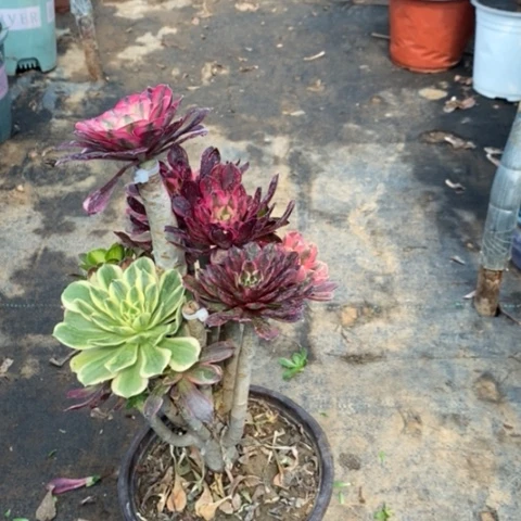 嫁接34多肉植物法师