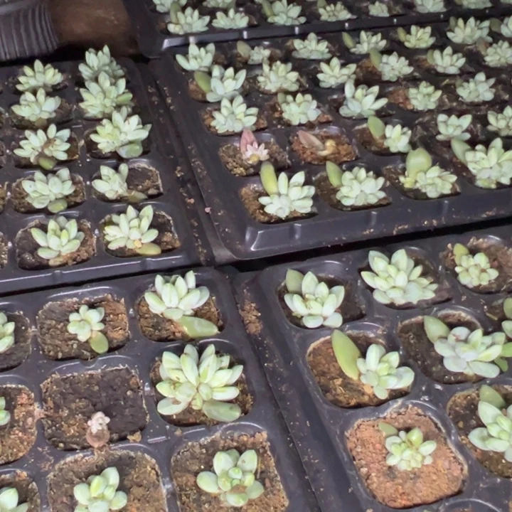 荒***糖优雅姐阿迪斯托五十颗总价