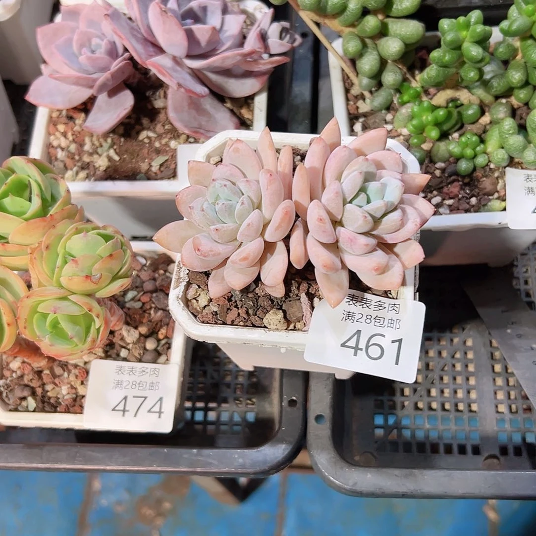 无花朵蜂****2多肉一物一拍461