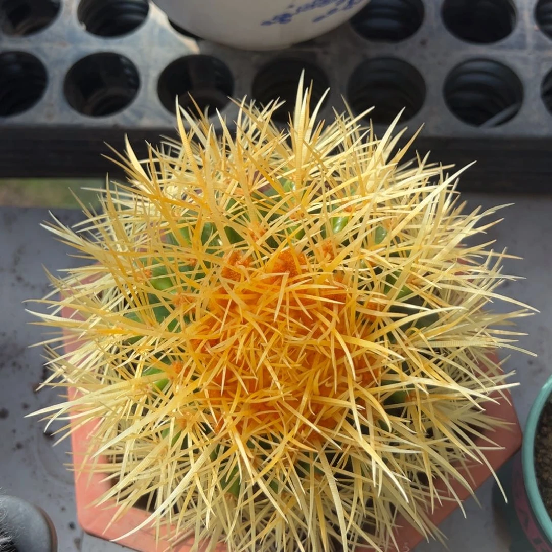 怒虎随机一颗。