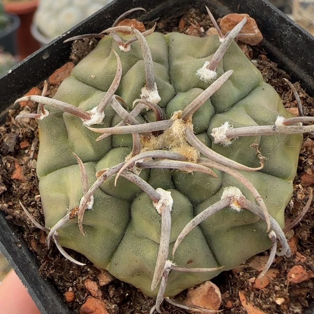 055实生裸萼多肉植物4