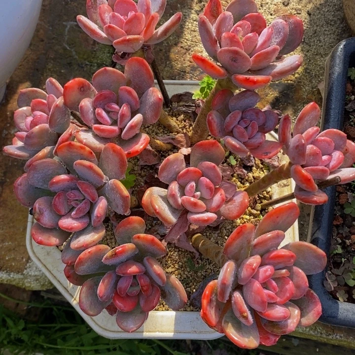 精控香橙无砍老桩平头