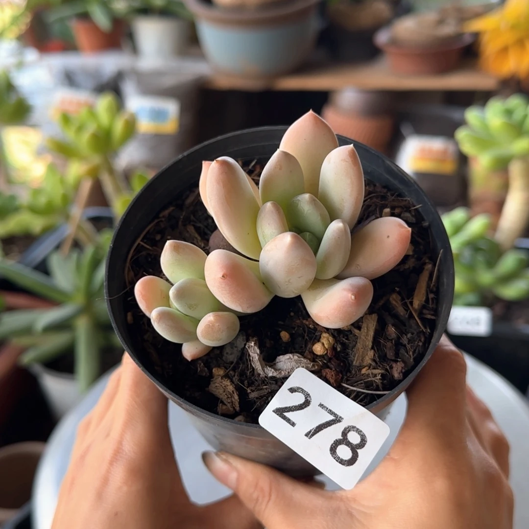 278号 一物一拍 一物一拍
