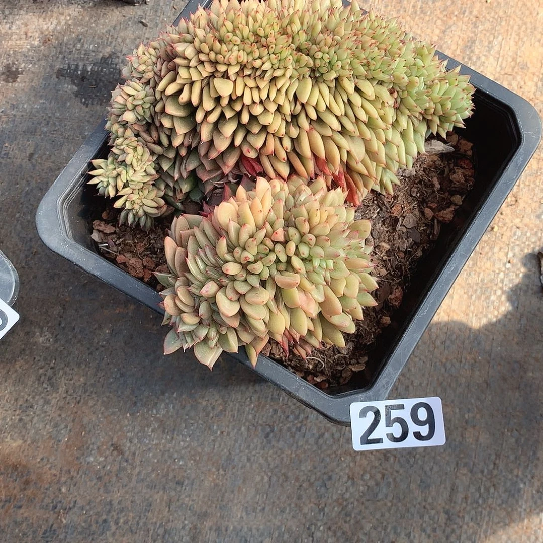 259缀化 一物一拍多肉