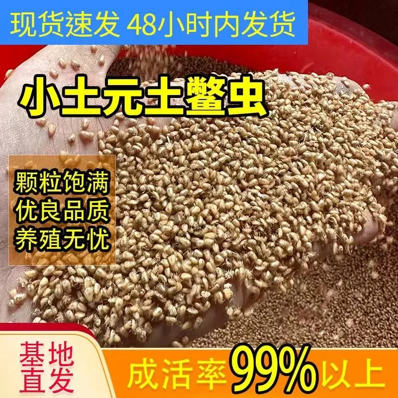 土元幼苗芝麻虫中华土元