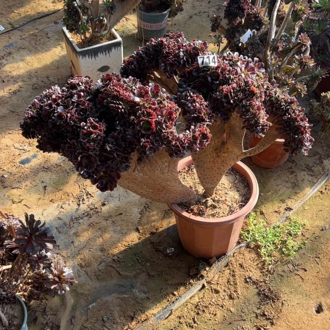 欧紫有伤714冠服63