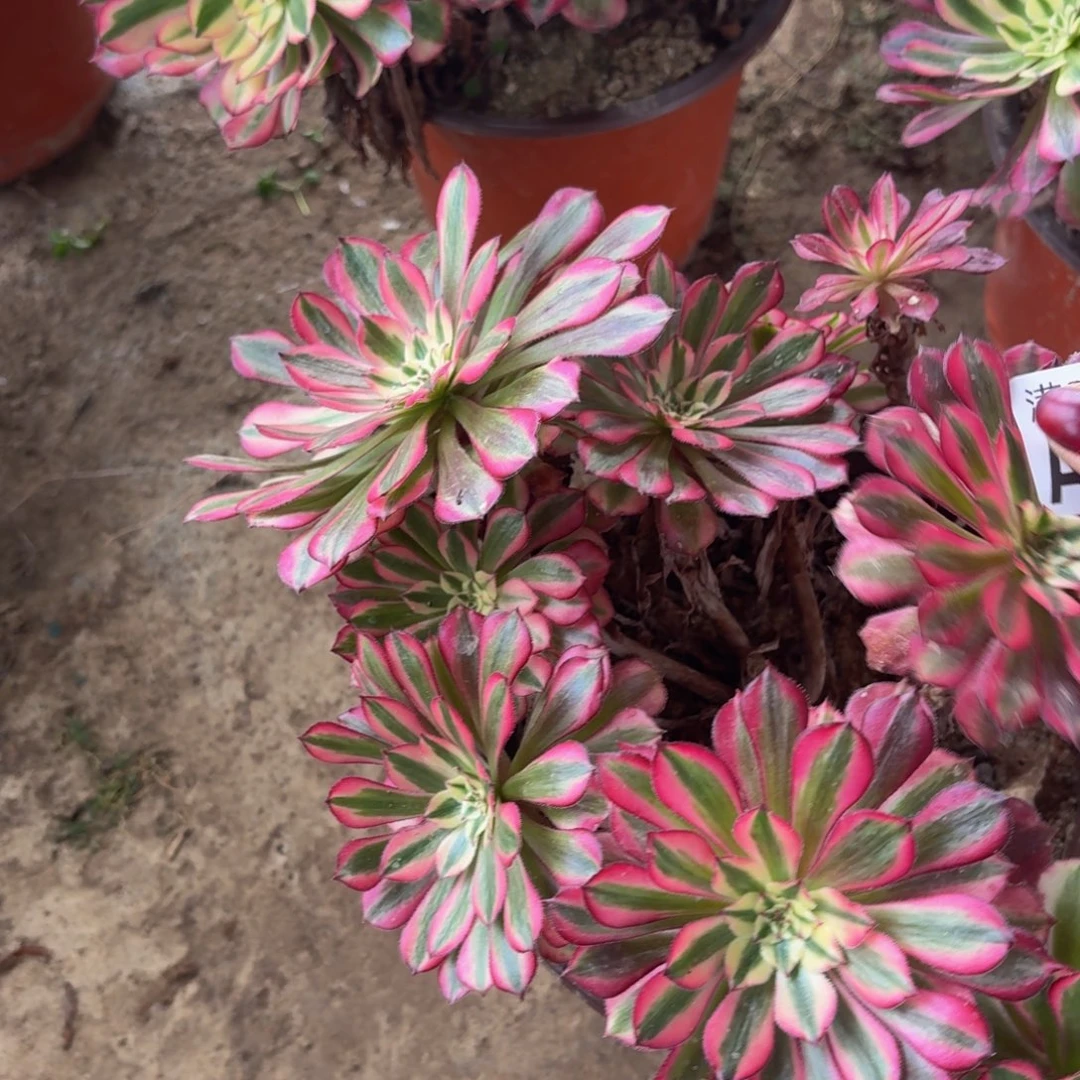 169多肉植物捧花的时候