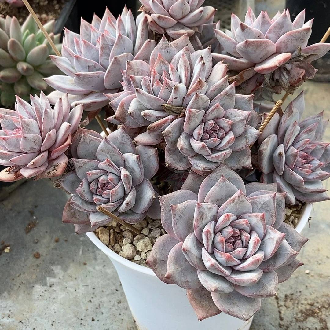 1-8粉蓝鸟一物一拍