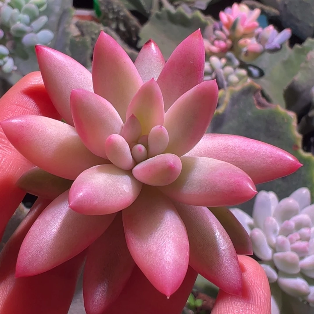 红蜻蜓锦，覆轮锦砍头