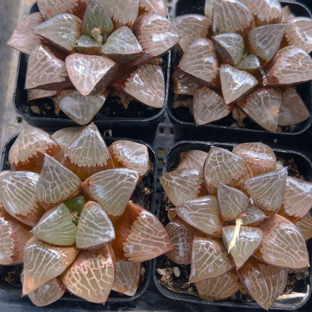 森之魅惑玉露多肉一颗