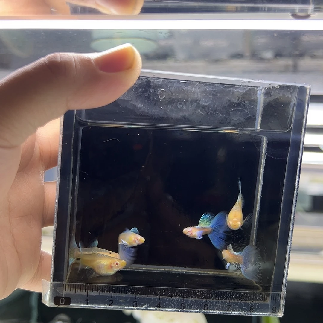 孔雀鱼蓝白飞船三对（尾巴微瑕）