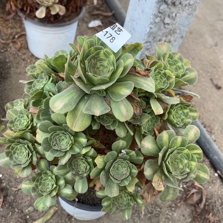 翡翠琉璃多肉植物178