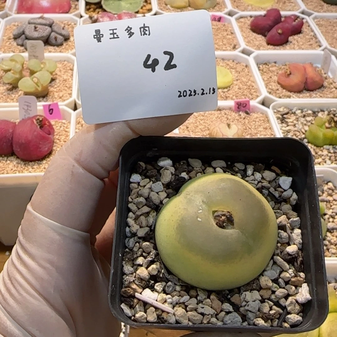 丁*多肉多肉多肉2.15-042丁加