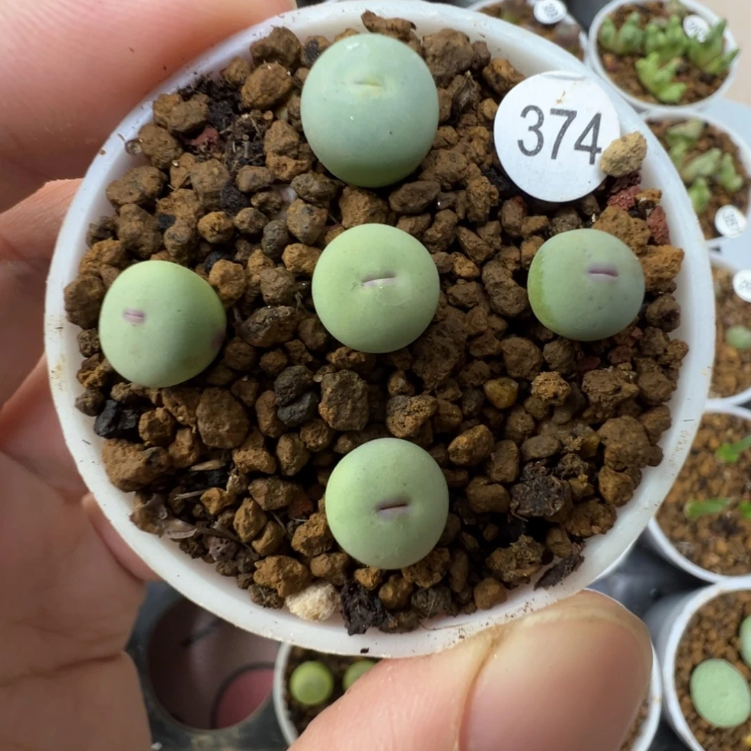 P嘴一颗脱土37400000