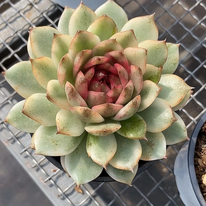 黑水晶锦多肉植物