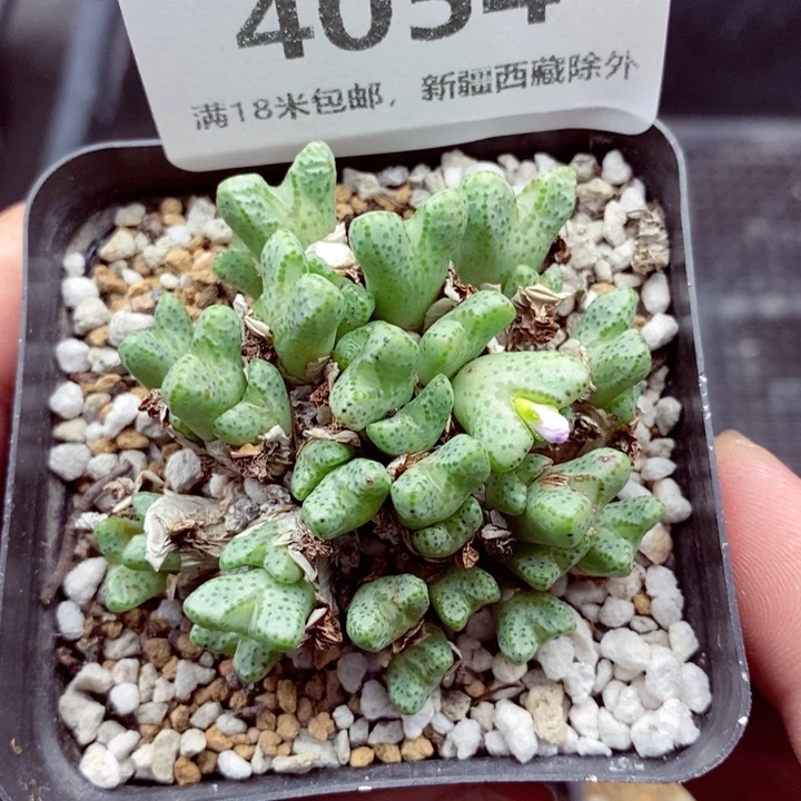 4054。