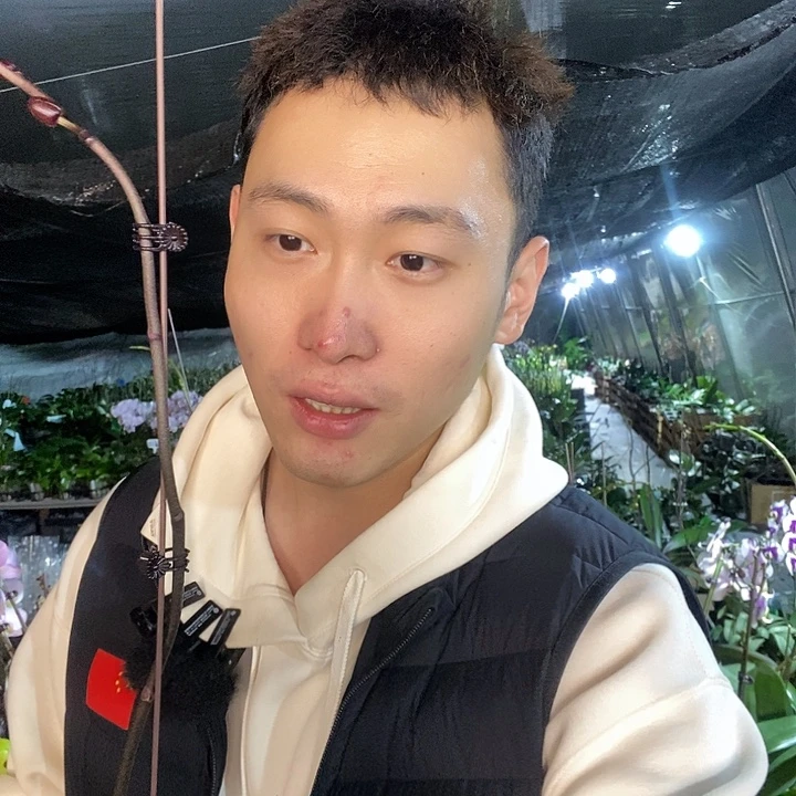 无花朵牛记黑脸蝴蝶兰