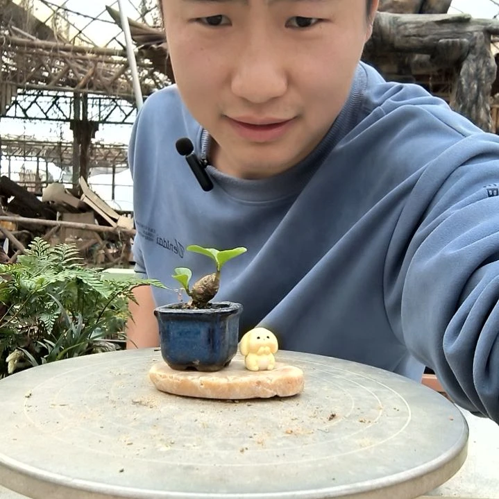 阿*小盆景小植物一物一拍118