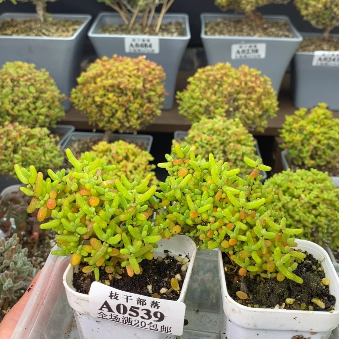 *****0539蜜橘糖球 。