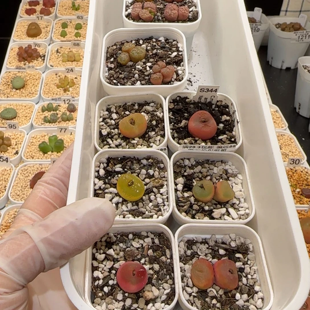 &****处肉锥多肉植物百科2-1646