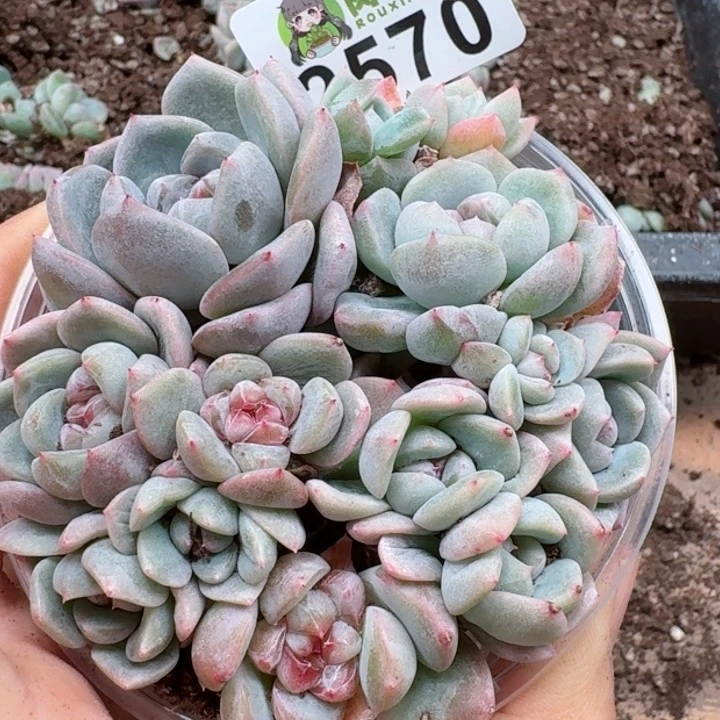 多肉植物多肉植物