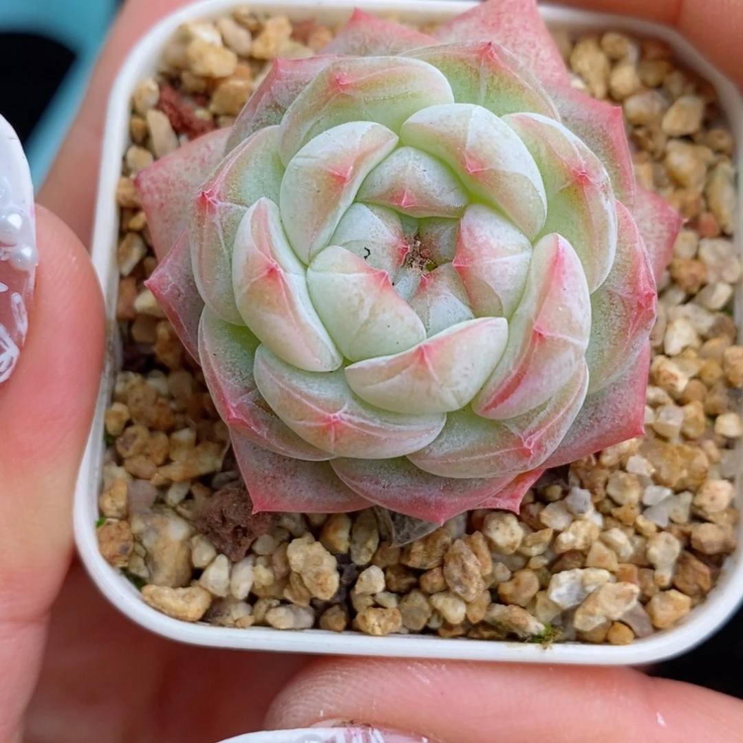 静*12/394 新疆西藏内蒙不发其他一单包邮两到三公分多肉