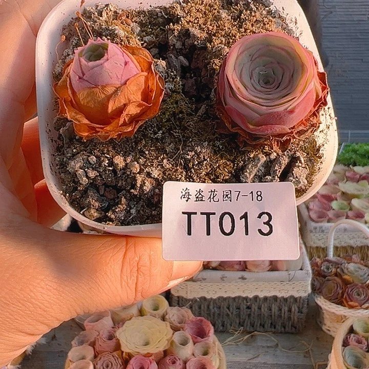 @***海TT013。   福袋。