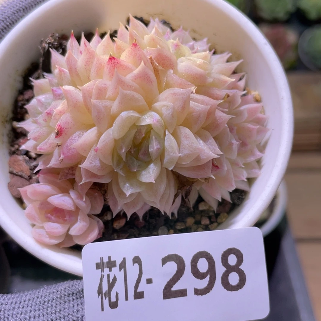 花利美12-298麦秆群