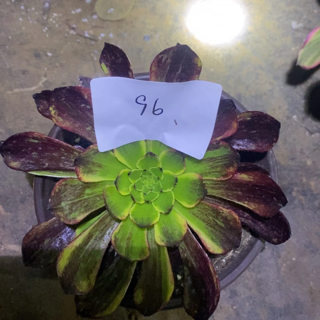 96莫兰迪多肉植物