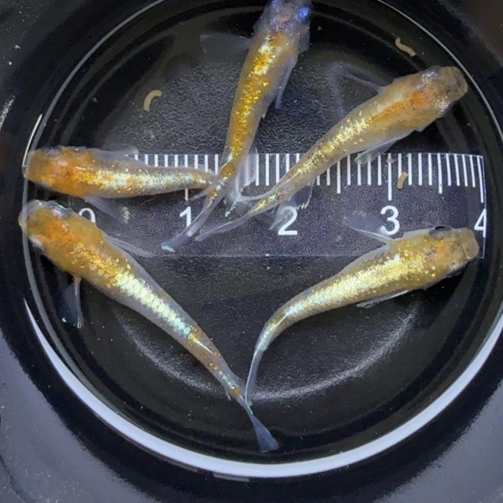 海水鱼啊玲青鳉8号