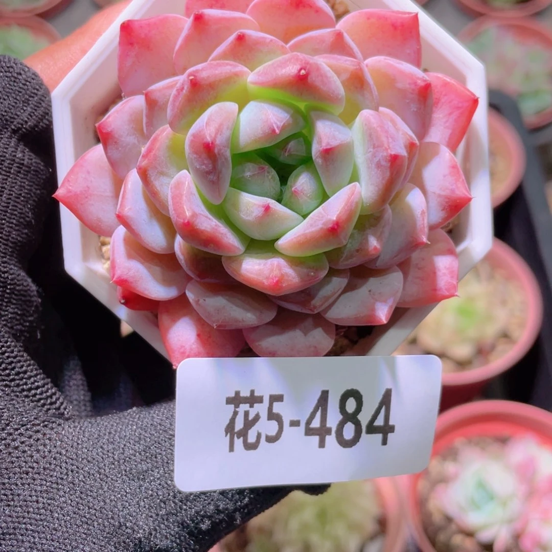 彳*花利美5-484精选糖心