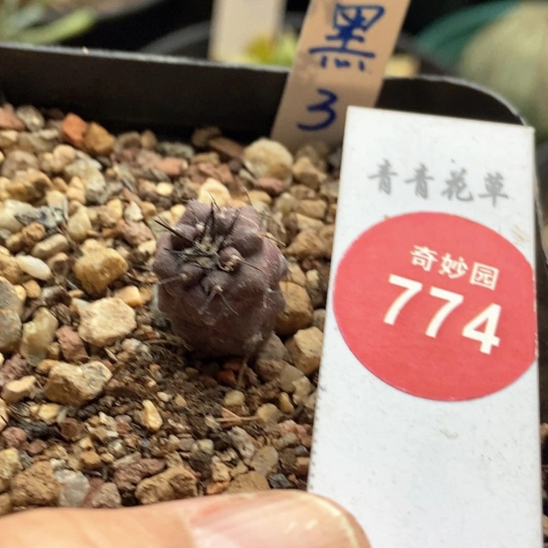 实生黑王丸1.3cm