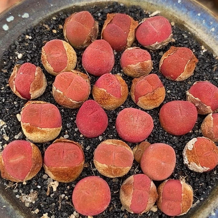 小毛桃一组两颗