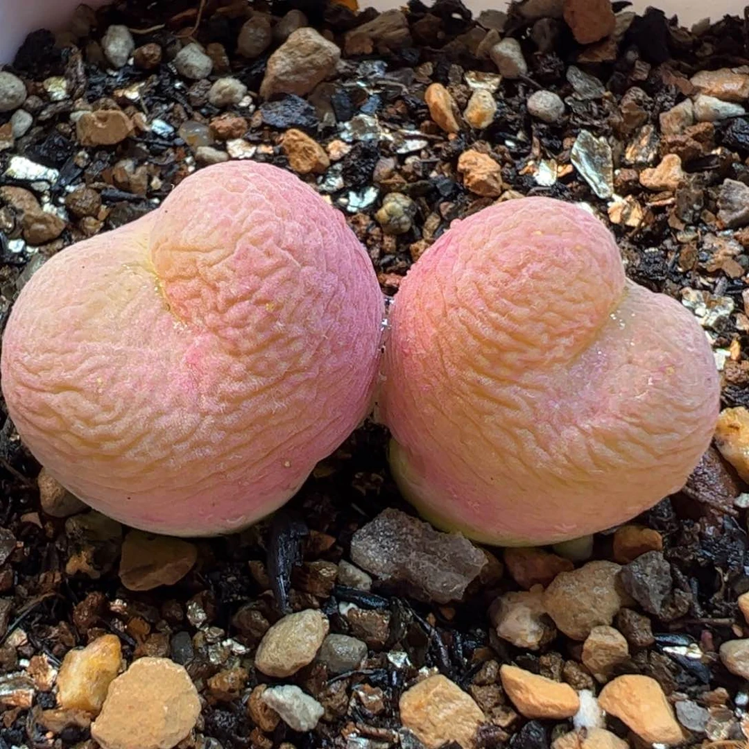 023多肉植物百科