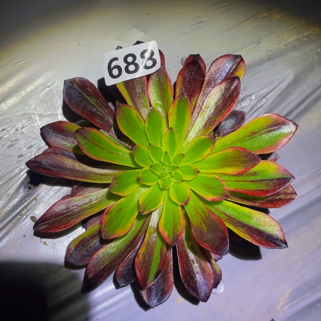 莫兰迪多肉植物多肉688