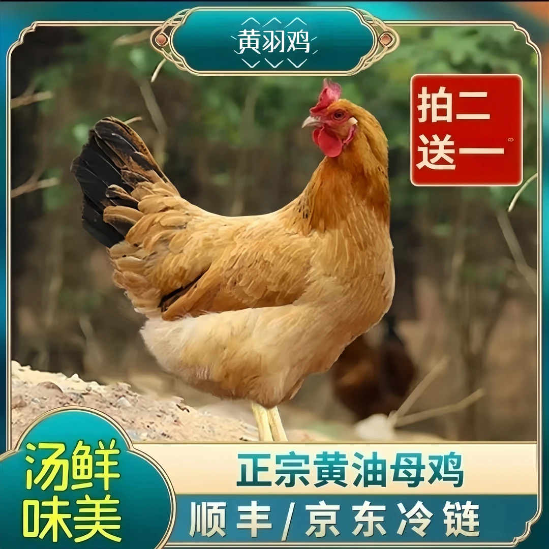 【买二送一】大别山农家自养老母鸡 3只净重7.2斤京东顺丰冷链发货A