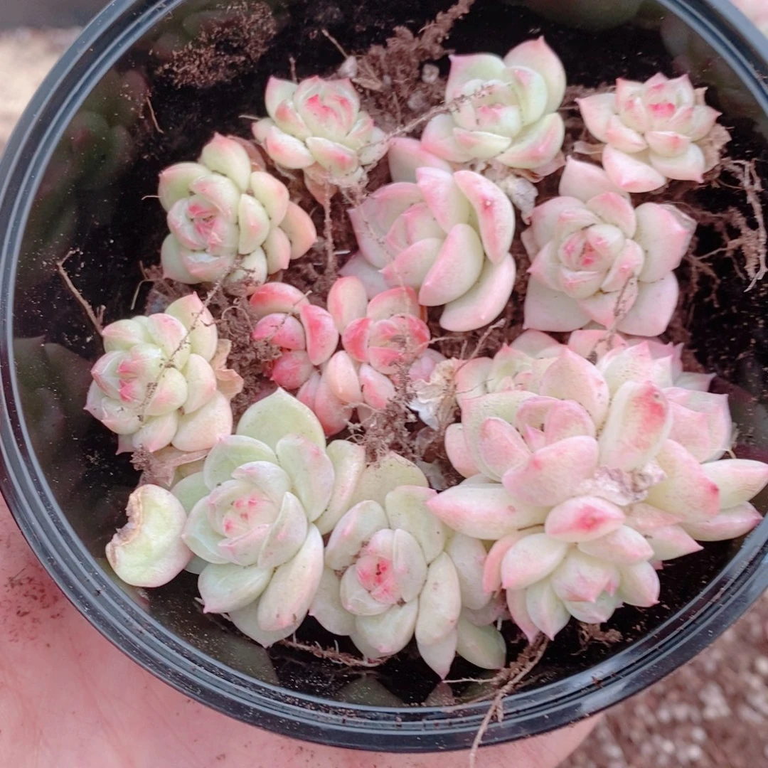 多肉植物精品切糕C148